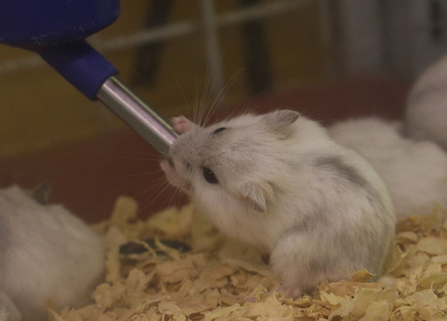 Trước thềm Tết Canh Tý, chuột Hamster bất ngờ được săn lùng ráo riết - 2 Trước thềm Tết Canh Tý, chuột Hamster bất ngờ được săn lùng ráo riết - 2