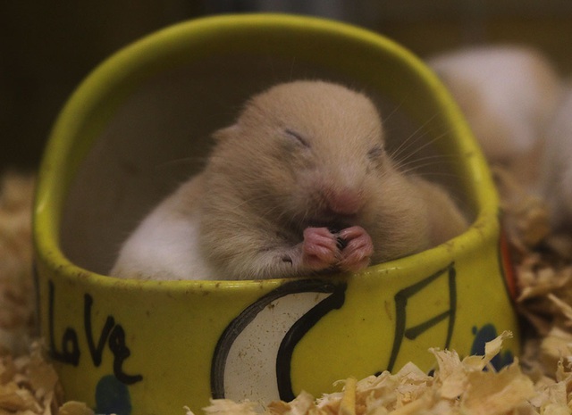 Trước thềm Tết Canh Tý, chuột Hamster bất ngờ được săn lùng ráo riết - 4 Trước thềm Tết Canh Tý, chuột Hamster bất ngờ được săn lùng ráo riết - 4