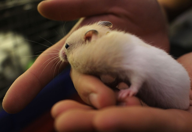 Trước thềm Tết Canh Tý, chuột Hamster bất ngờ được săn lùng ráo riết - 5 Trước thềm Tết Canh Tý, chuột Hamster bất ngờ được săn lùng ráo riết - 5