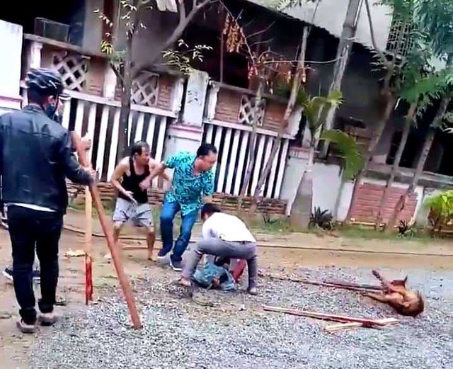 Ch&oacute; dữ Pitbull tuột x&iacute;ch, cắn n&aacute;t tay một phụ nữ đi đường - 2