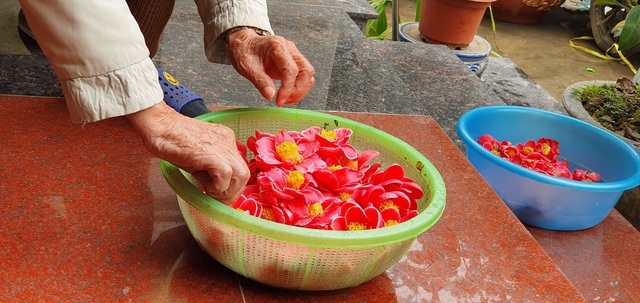 Về làng hoa Đồng Dụ ngắm cây hải đường cổ thụ hơn trăm tuổi - 8