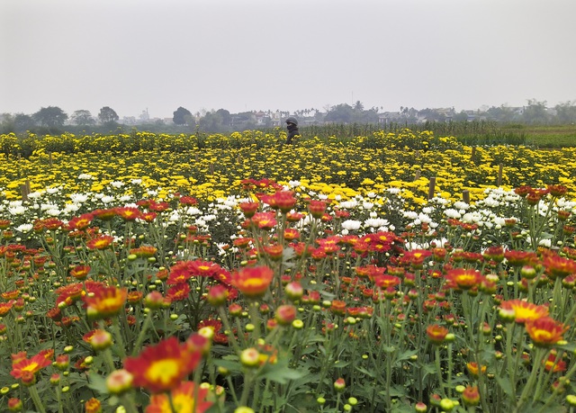 Làng hoa Phù Vân rực rỡ trên vùng chiêm trũng Hà Nam - 12