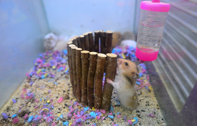 Chuột Hamster “cháy hàng”.jpg Chuột Hamster “cháy hàng”.jpg