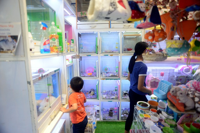 Chuột Hamster “cháy hàng”.jpg Chuột Hamster “cháy hàng”.jpg