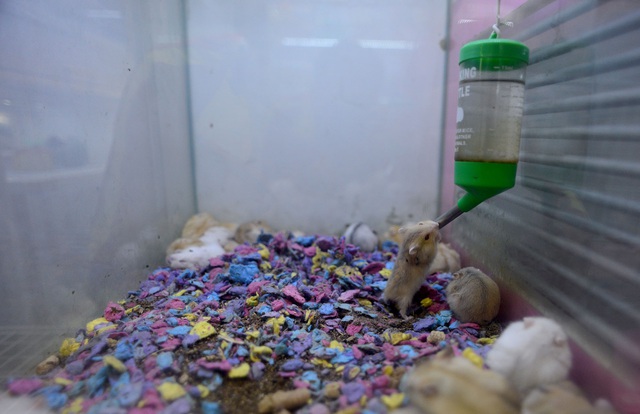 Chuột Hamster “cháy hàng”.jpg Chuột Hamster “cháy hàng”.jpg