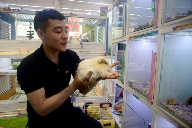 Chuột Hamster “cháy hàng”.jpg Chuột Hamster “cháy hàng”.jpg