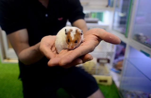 Chuột Hamster “cháy hàng”.jpg Chuột Hamster “cháy hàng”.jpg