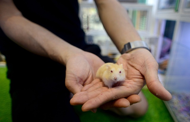 Chuột Hamster “cháy hàng”.jpg Chuột Hamster “cháy hàng”.jpg