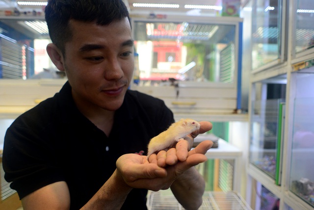 Chuột Hamster “cháy hàng”.jpg Chuột Hamster “cháy hàng”.jpg