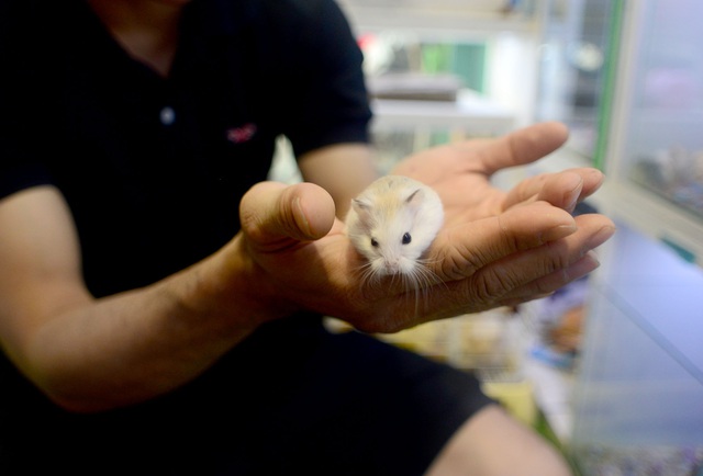 Chuột Hamster “cháy hàng”.jpg Chuột Hamster “cháy hàng”.jpg
