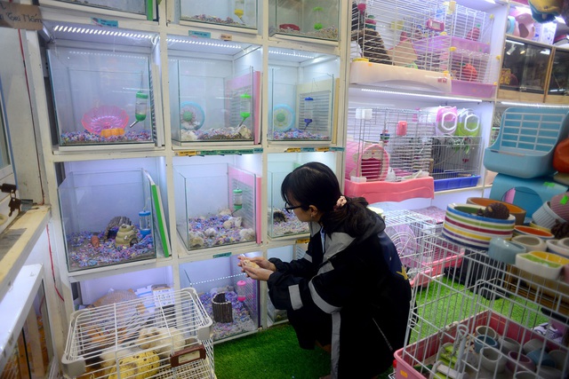 Chuột Hamster “cháy hàng”.jpg Chuột Hamster “cháy hàng”.jpg