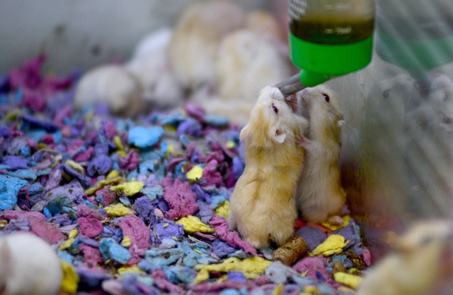 Chuột Hamster “cháy hàng”.jpg Chuột Hamster “cháy hàng”.jpg
