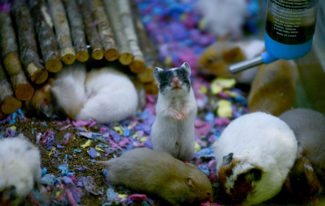 Chuột Hamster “cháy hàng”.jpg Chuột Hamster “cháy hàng”.jpg