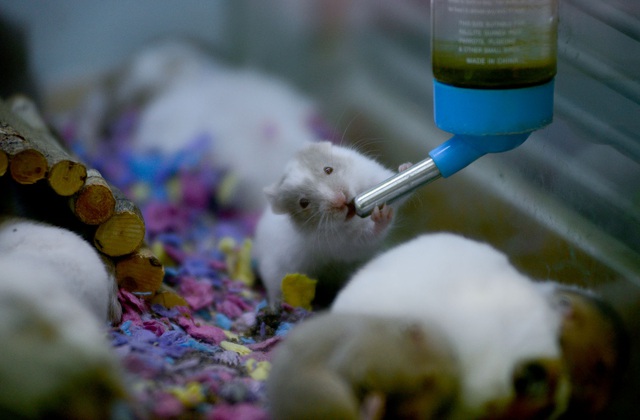Chuột Hamster “cháy hàng”.jpg Chuột Hamster “cháy hàng”.jpg