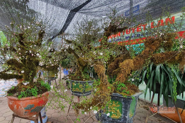 Kiêu hãnh nhất chợ hoa Tết, mai đá Sa Pa rêu bọc kín thân - 3 Kiêu hãnh nhất chợ hoa Tết, mai đá Sa Pa rêu bọc kín thân - 3