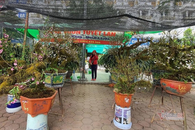 Kiêu hãnh nhất chợ hoa Tết, mai đá Sa Pa rêu bọc kín thân - 6 Kiêu hãnh nhất chợ hoa Tết, mai đá Sa Pa rêu bọc kín thân - 6