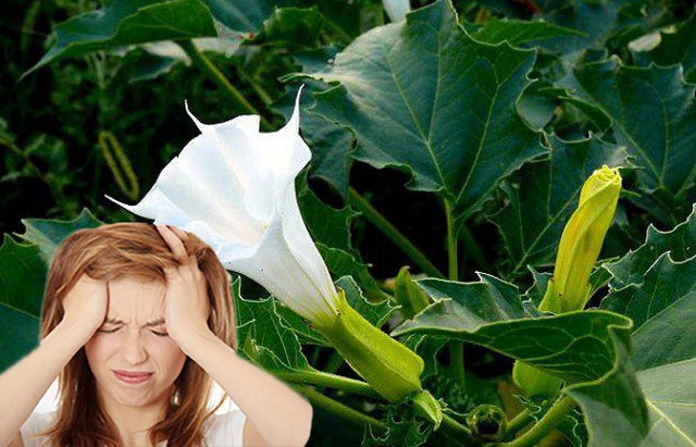 Đi tàu xe về quê ăn Tết cần đặc biệt cẩn trọng với “Hơi thở của quỷ” - 2 Đi tàu xe về quê ăn Tết cần đặc biệt cẩn trọng với “Hơi thở của quỷ” - 2