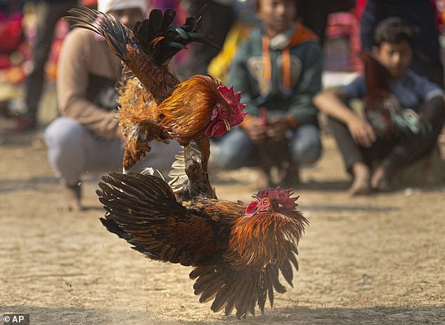 Ấn Độ: Người đàn ông thiệt mạng vì xem chọi gà - 1