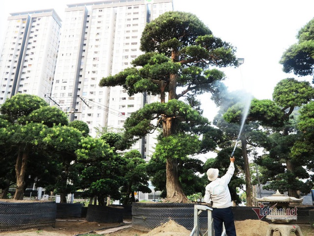 Vườn tùng Nhật hàng trăm tỷ đồng của đại gia giữa khu nhà giàu Sài Gòn - 9 Vườn tùng Nhật hàng trăm tỷ đồng của đại gia giữa khu nhà giàu Sài Gòn - 9