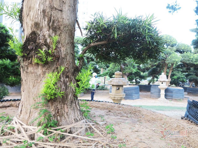 Vườn tùng Nhật hàng trăm tỷ đồng của đại gia giữa khu nhà giàu Sài Gòn - 10 Vườn tùng Nhật hàng trăm tỷ đồng của đại gia giữa khu nhà giàu Sài Gòn - 10