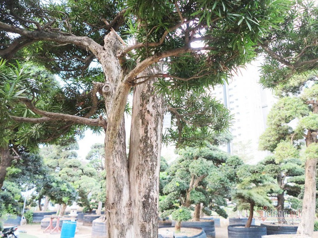 Vườn tùng Nhật hàng trăm tỷ đồng của đại gia giữa khu nhà giàu Sài Gòn - 13 Vườn tùng Nhật hàng trăm tỷ đồng của đại gia giữa khu nhà giàu Sài Gòn - 13