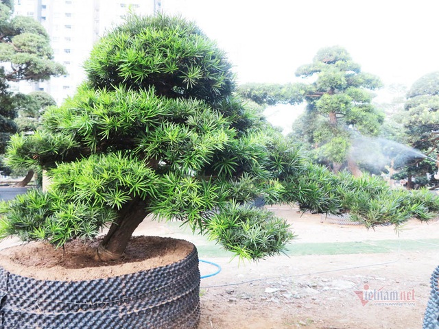 Vườn tùng Nhật hàng trăm tỷ đồng của đại gia giữa khu nhà giàu Sài Gòn - 14 Vườn tùng Nhật hàng trăm tỷ đồng của đại gia giữa khu nhà giàu Sài Gòn - 14