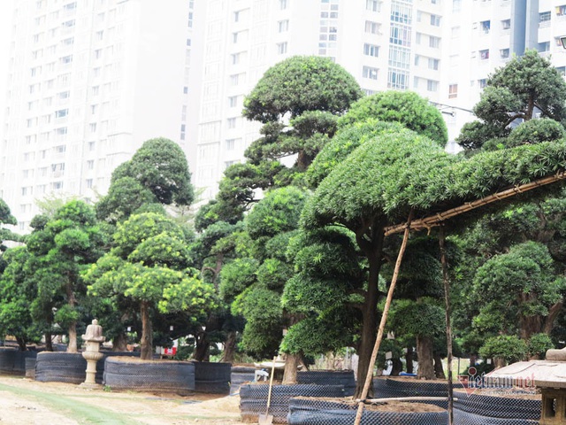 Vườn tùng Nhật hàng trăm tỷ đồng của đại gia giữa khu nhà giàu Sài Gòn - 1 Vườn tùng Nhật hàng trăm tỷ đồng của đại gia giữa khu nhà giàu Sài Gòn - 1