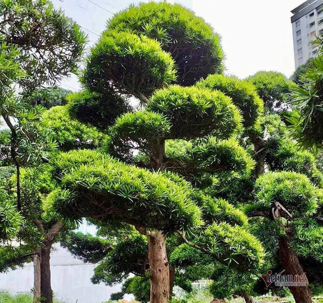 Vườn tùng Nhật hàng trăm tỷ đồng của đại gia giữa khu nhà giàu Sài Gòn - 6 Vườn tùng Nhật hàng trăm tỷ đồng của đại gia giữa khu nhà giàu Sài Gòn - 6