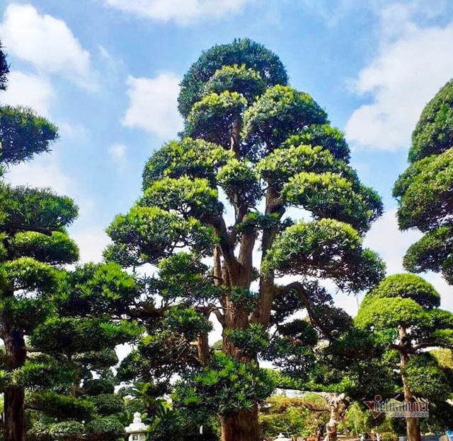 Vườn tùng Nhật hàng trăm tỷ đồng của đại gia giữa khu nhà giàu Sài Gòn - 8 Vườn tùng Nhật hàng trăm tỷ đồng của đại gia giữa khu nhà giàu Sài Gòn - 8