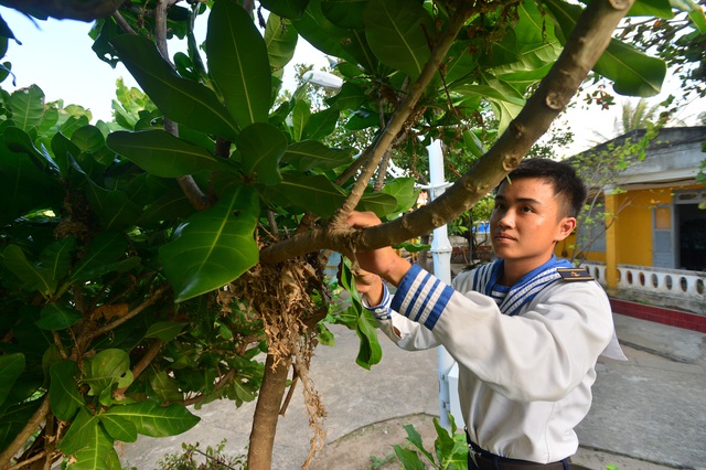 Bánh chưng gói lá bàng vuông: Đặc sản của Trường Sa - 2 Bánh chưng gói lá bàng vuông: Đặc sản của Trường Sa - 2