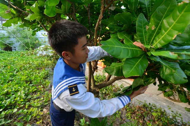 Bánh chưng gói lá bàng vuông: Đặc sản của Trường Sa - 1 Bánh chưng gói lá bàng vuông: Đặc sản của Trường Sa - 1