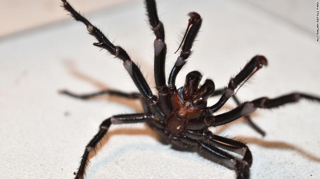 Những con nhện phễu chết người ở Australia - 1
