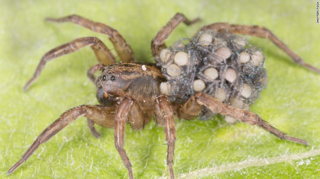 Những con nhện phễu chết người ở Australia - 2