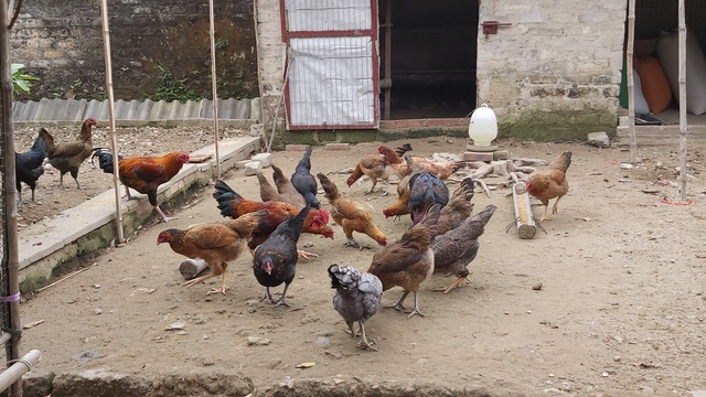 Nu&ocirc;i cả vườn g&agrave; gần trăm con ăn Tết: Nh&agrave; n&ocirc;ng miễn nhiễm với b&atilde;o gi&aacute; thịt lợn - 1