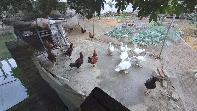 Nu&ocirc;i cả vườn g&agrave; gần trăm con ăn Tết: Nh&agrave; n&ocirc;ng miễn nhiễm với b&atilde;o gi&aacute; thịt lợn - 7