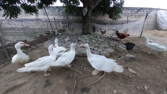 Nu&ocirc;i cả vườn g&agrave; gần trăm con ăn Tết: Nh&agrave; n&ocirc;ng miễn nhiễm với b&atilde;o gi&aacute; thịt lợn - 6