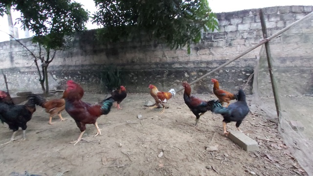 Nu&ocirc;i cả vườn g&agrave; gần trăm con ăn Tết: Nh&agrave; n&ocirc;ng miễn nhiễm với b&atilde;o gi&aacute; thịt lợn - 3