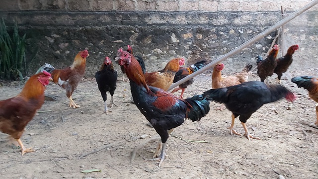 Nu&ocirc;i cả vườn g&agrave; gần trăm con ăn Tết: Nh&agrave; n&ocirc;ng miễn nhiễm với b&atilde;o gi&aacute; thịt lợn - 2