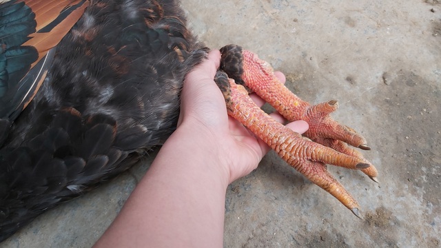 Nu&ocirc;i cả vườn g&agrave; gần trăm con ăn Tết: Nh&agrave; n&ocirc;ng miễn nhiễm với b&atilde;o gi&aacute; thịt lợn - 5