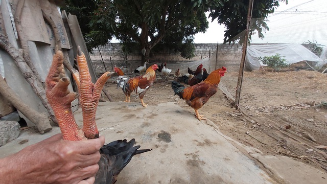 Nu&ocirc;i cả vườn g&agrave; gần trăm con ăn Tết: Nh&agrave; n&ocirc;ng miễn nhiễm với b&atilde;o gi&aacute; thịt lợn - 4