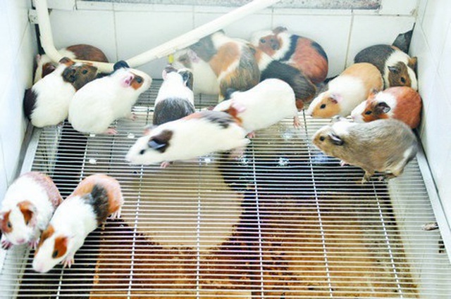 Độc nhất Việt Nam, nuôi 17 ngàn con chuột, ở chung cư, ăn bánh quy - 1