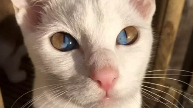 Mèo trắng có tròng mắt 2 màu cực hiếm - 1