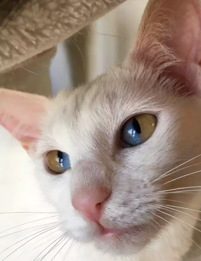 Mèo trắng có tròng mắt 2 màu cực hiếm - 3