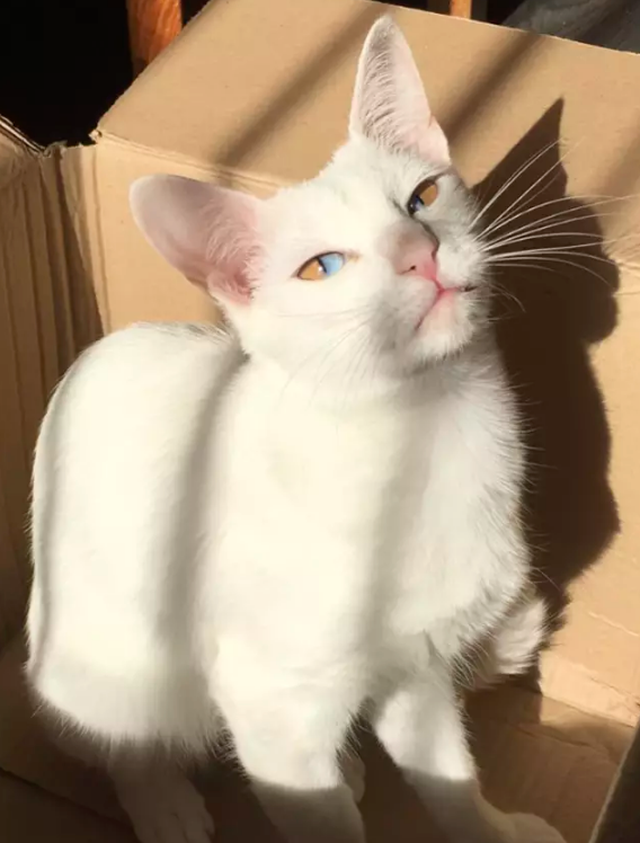 Mèo trắng có tròng mắt 2 màu cực hiếm - 4