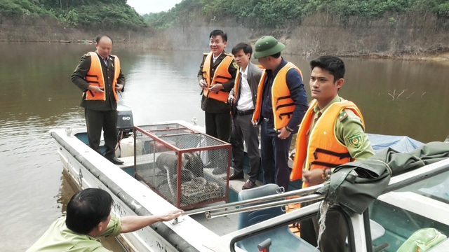Người dân giao nộp cá thể trăn nằm trong sách đỏ thế giới - 1