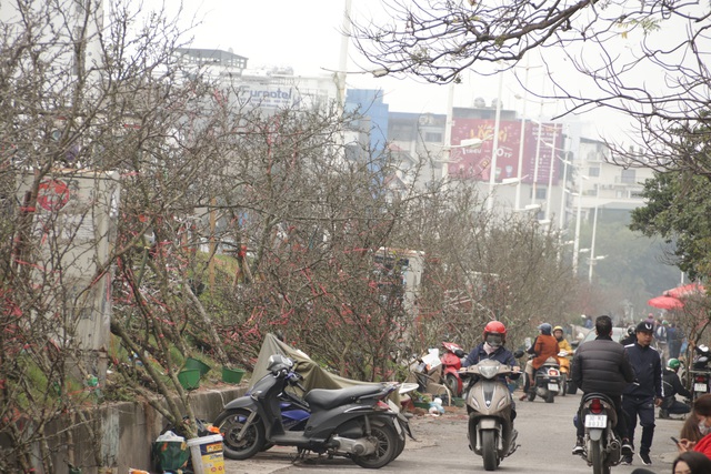 Lạc vào rừng hoa lê giá hàng triệu đồng một cành giữa lòng Hà Nội - 1