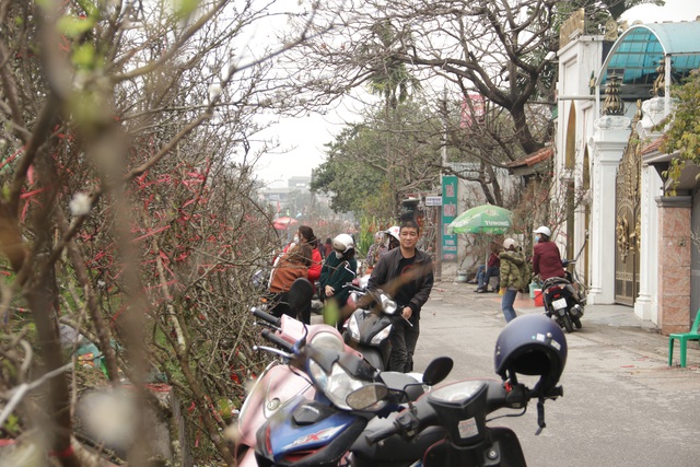 Lạc vào rừng hoa lê giá hàng triệu đồng một cành giữa lòng Hà Nội - 2 Lạc vào rừng hoa lê giá hàng triệu đồng một cành giữa lòng Hà Nội - 2