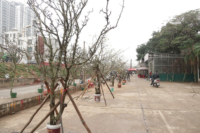 Lạc vào rừng hoa lê giá hàng triệu đồng một cành giữa lòng Hà Nội - 11 Lạc vào rừng hoa lê giá hàng triệu đồng một cành giữa lòng Hà Nội - 11