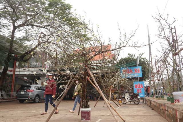 Lạc vào rừng hoa lê giá hàng triệu đồng một cành giữa lòng Hà Nội - 12 Lạc vào rừng hoa lê giá hàng triệu đồng một cành giữa lòng Hà Nội - 12