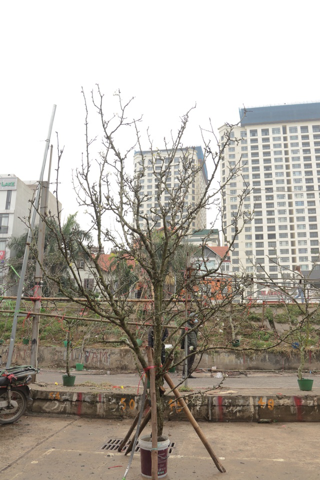 Lạc vào rừng hoa lê giá hàng triệu đồng một cành giữa lòng Hà Nội - 13 Lạc vào rừng hoa lê giá hàng triệu đồng một cành giữa lòng Hà Nội - 13
